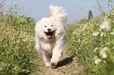 CHIEN FINNOIS DE LAPONIE 483